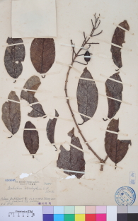 Specimen thumbnail